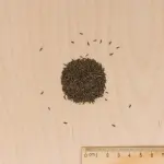 Potagères - Laitue Batavia Reine des Glaces - Légumes d'Autrefois - MEDIA_3D